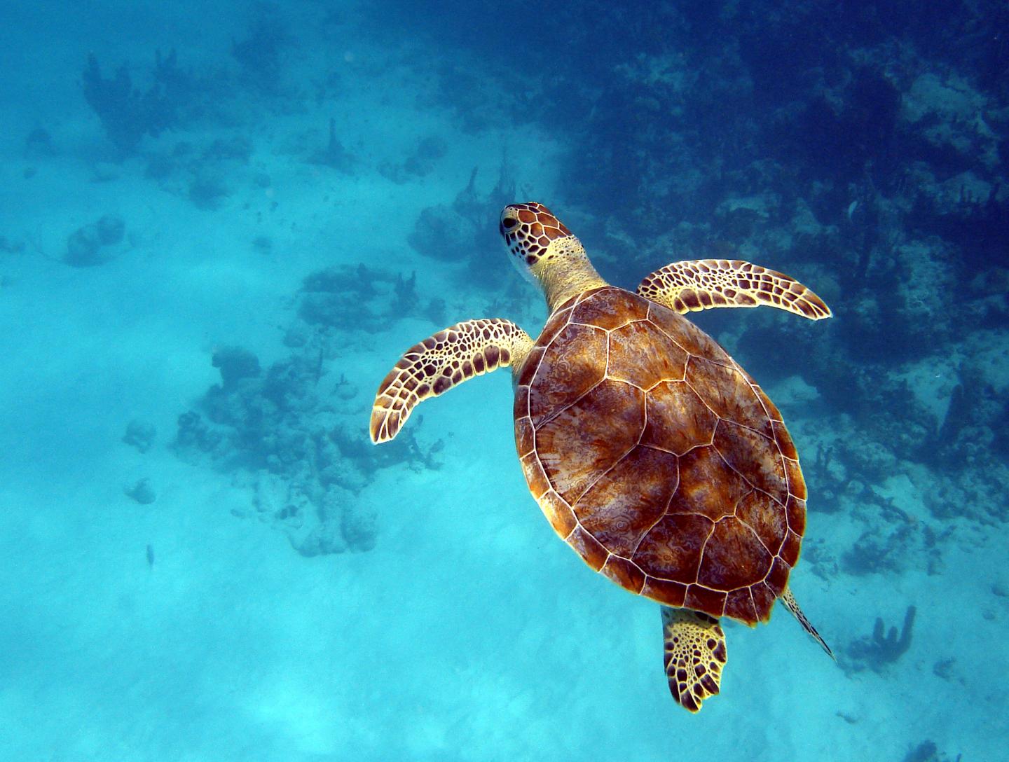 Green Turtle