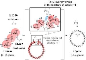 Schematic representation of the proposed reaction mechanism of TiCGSCy