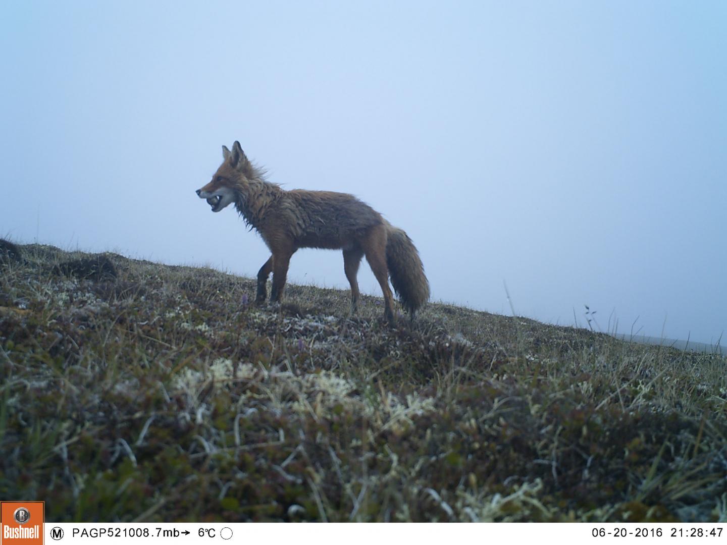 Red Fox (<I>Vulpes vulpes</i>) with An Egg of the Pacific Golden Plover
