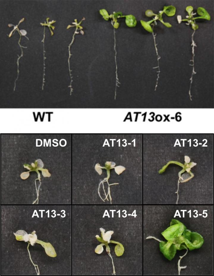 The AT13 Peptide Improves Salt Tolerance