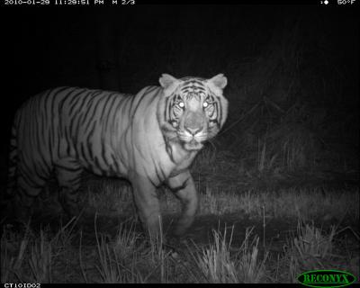 Eyes on the Tiger in the Nepalese Night