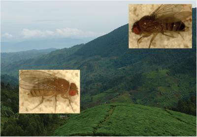 The Mutations of a Color-Changing Fly (1 of 2)