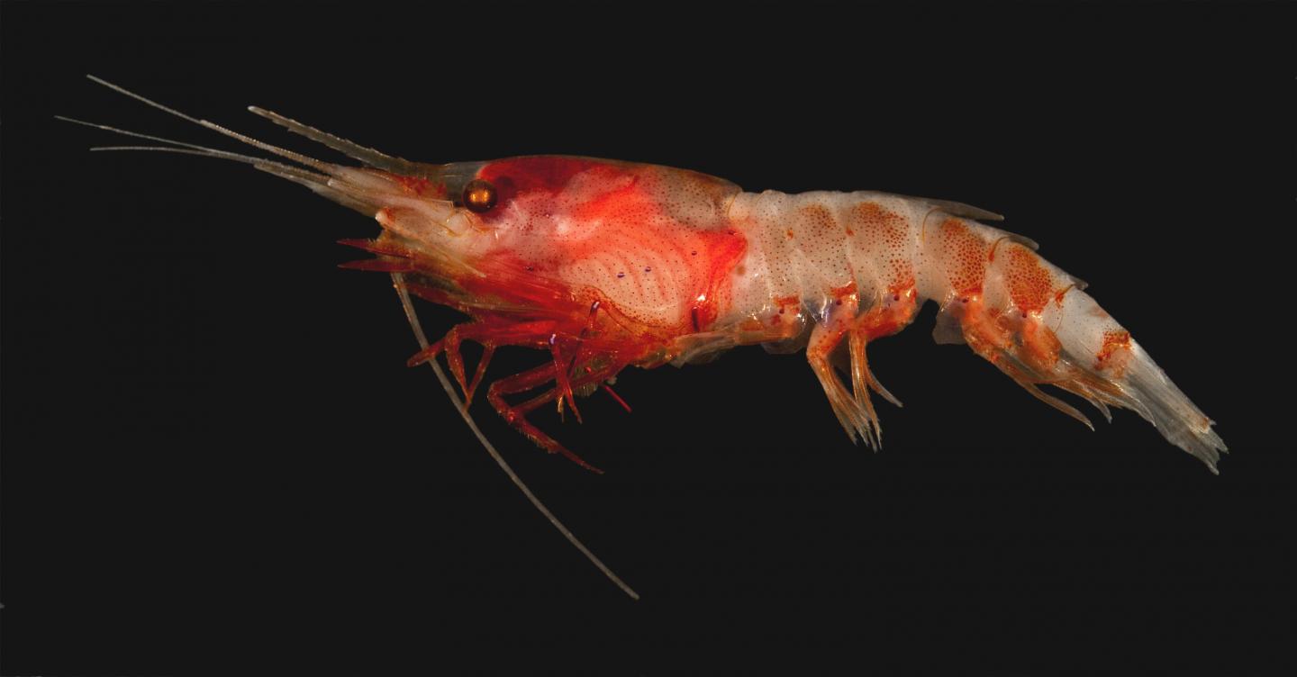 <em>Oplophorus photophores</em>