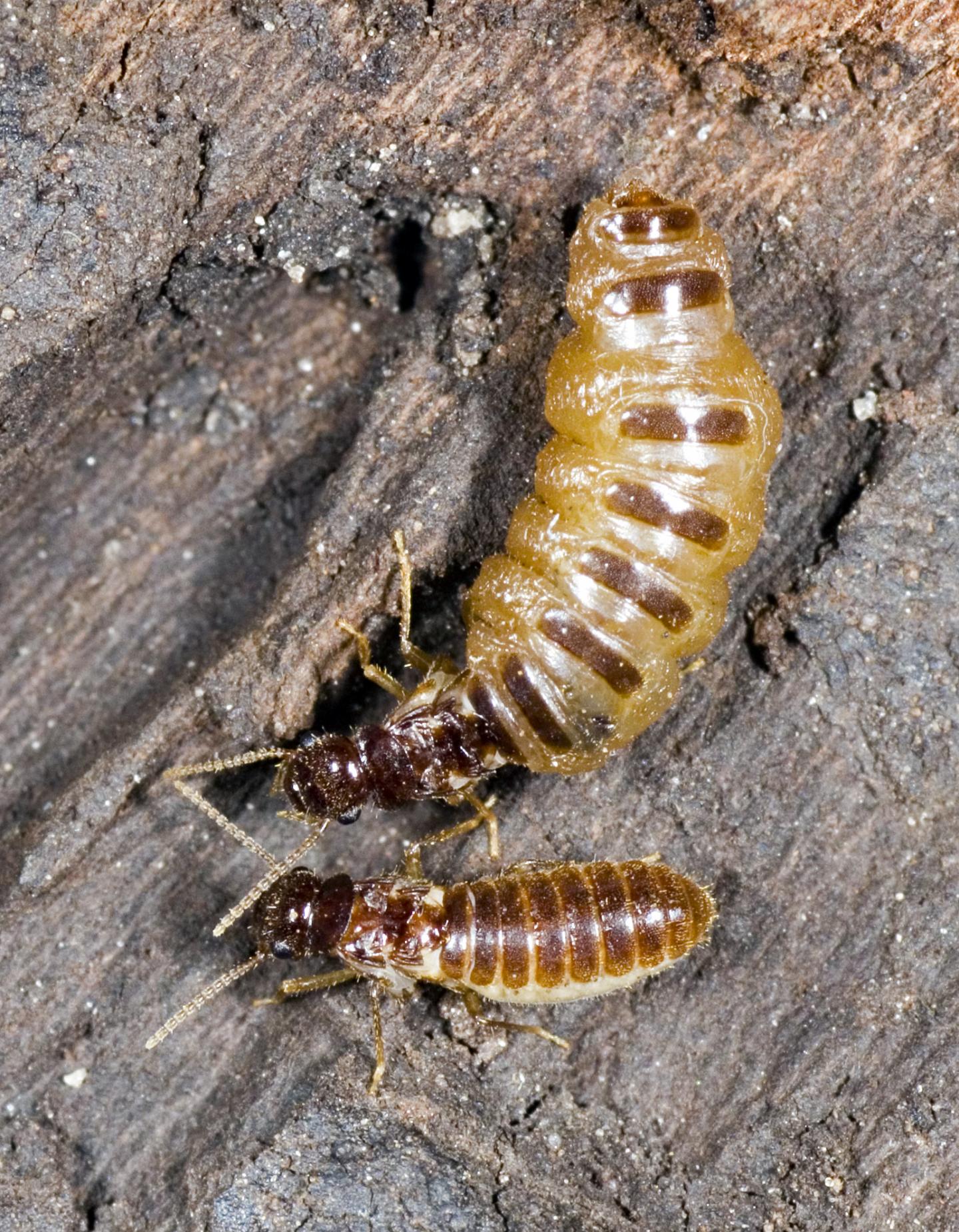 Termites