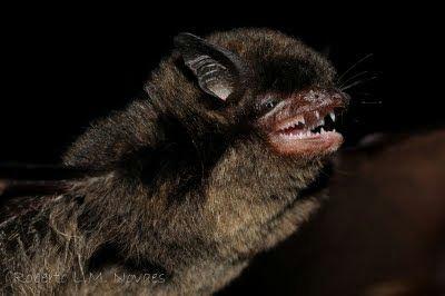 <i>Myotis nigricans</i>