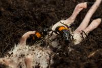 Sexton Beetles Preparing a Mouse Carcass Nest