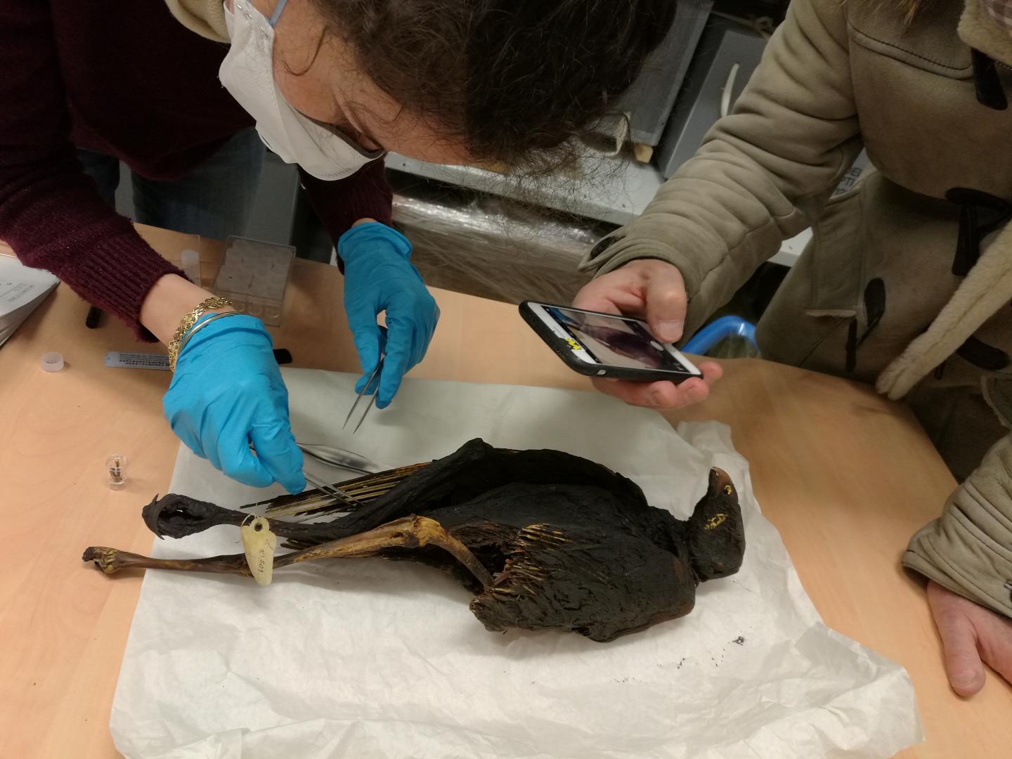Sampling a Mummified Bird