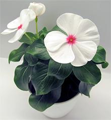 <em>Catharanthus roseus</em> (Rosy Periwinkle)