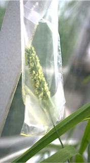 Pollen Collection Bag on Timothy Grass