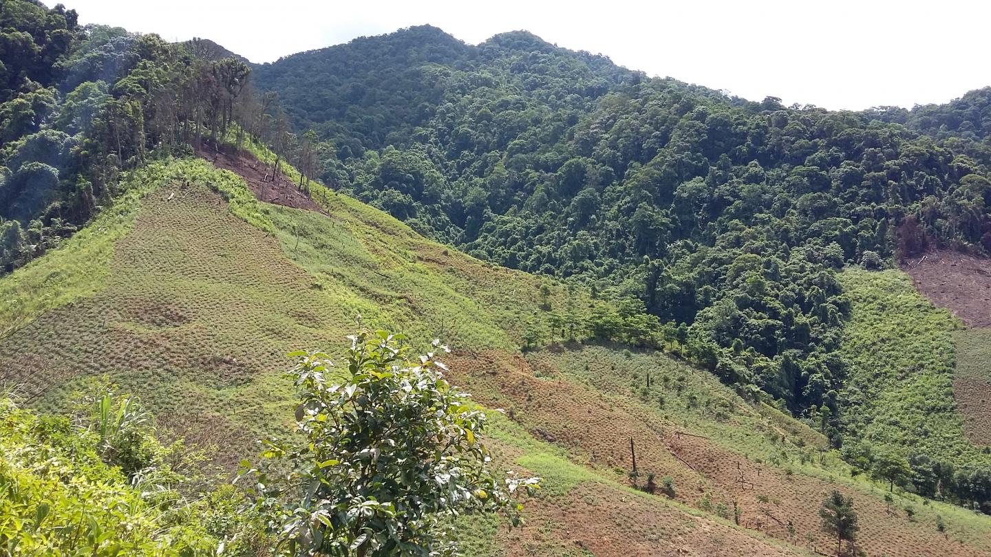 Forests cleared for agriculture on Vietnam mountains