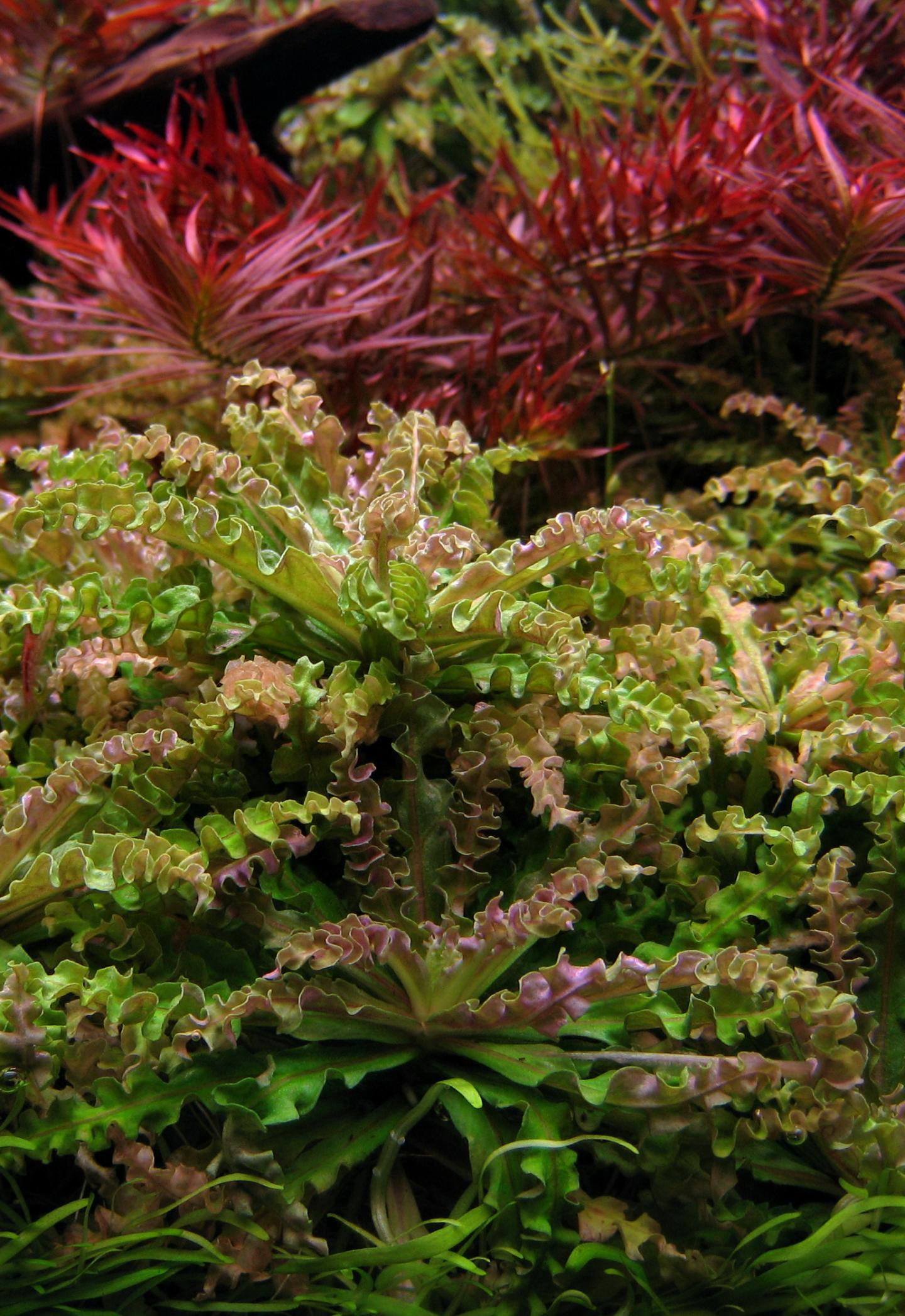 Catchment Geology Rules Freshwater Plant Comm EurekAlert!