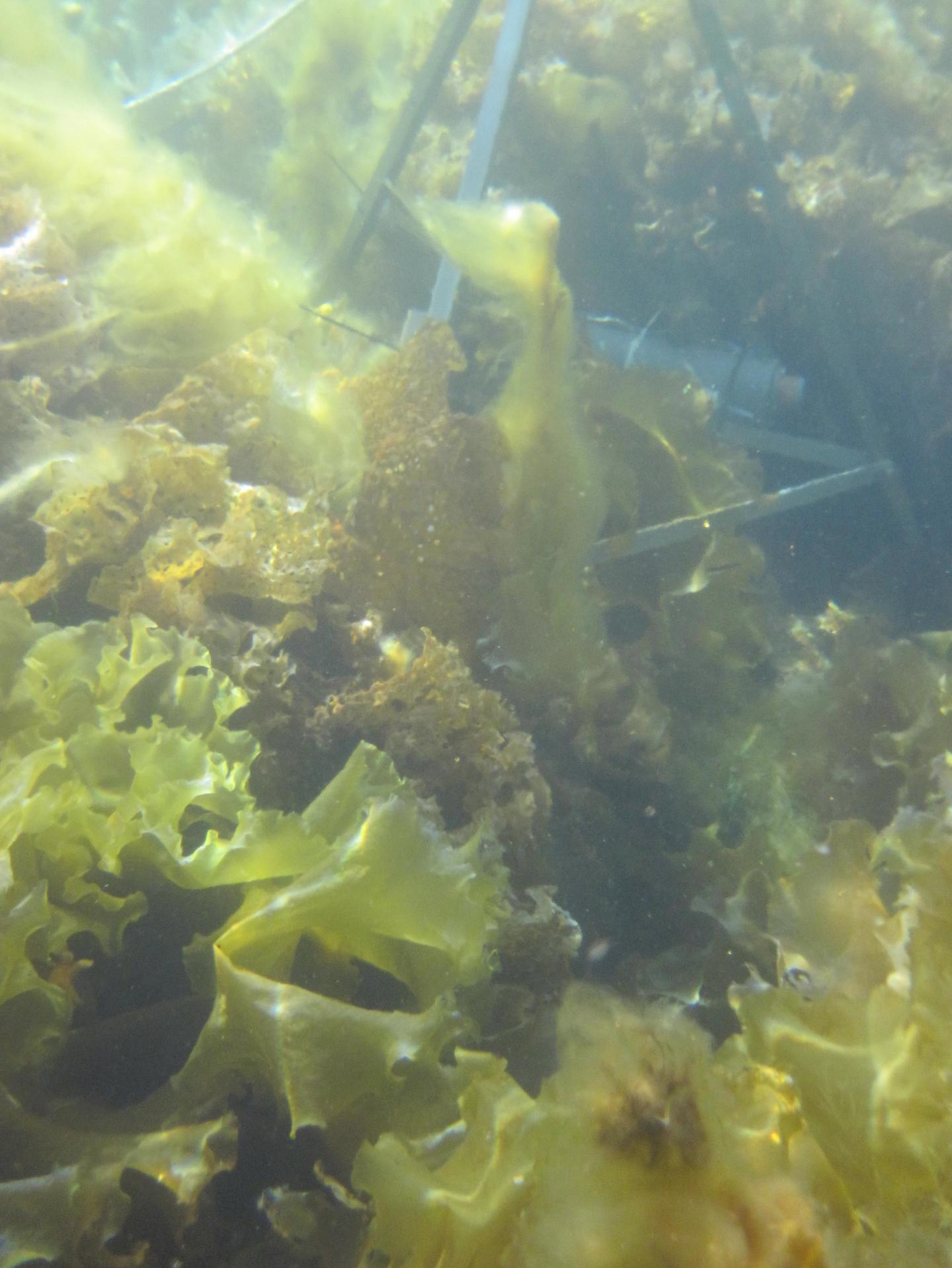 Long Exposure to Sunlight Helps Arctic Kelp Offset Ocean Acidity (6 of 7)