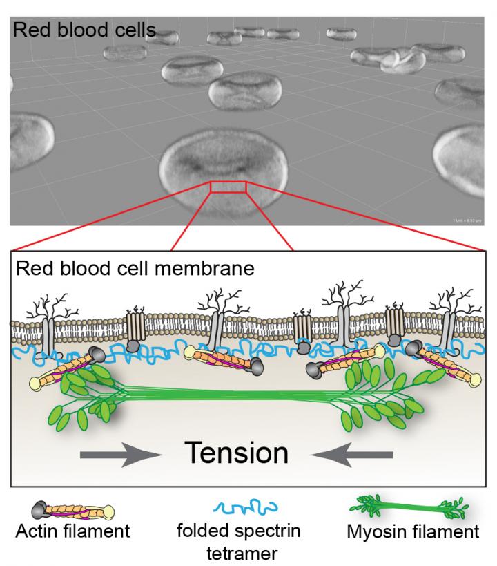 Healthy red blood cells owe their shape to mu EurekAlert!