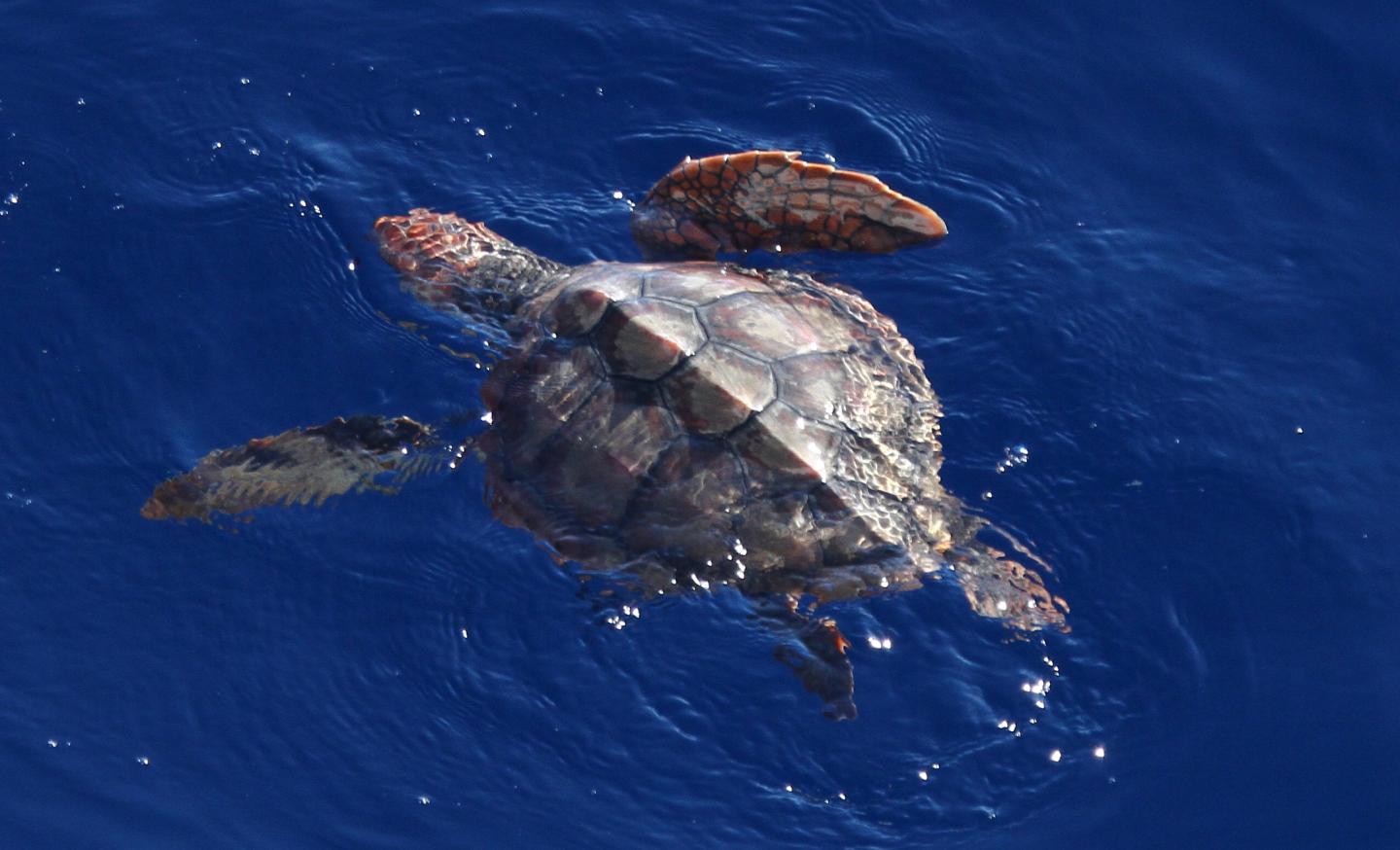 Young 'Lost Year' Loggerhead Turtle