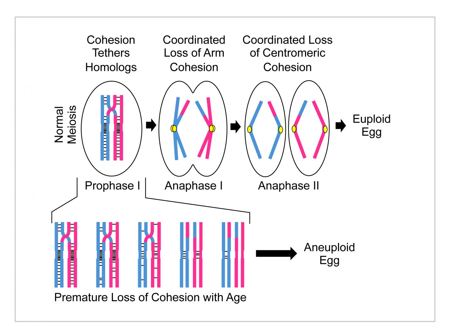 Loss of Cohesion