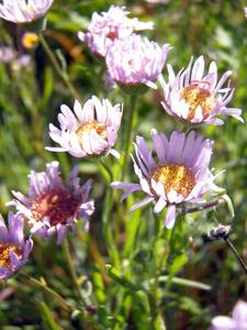 Climate change threatens 771 endangered plant and lichen species