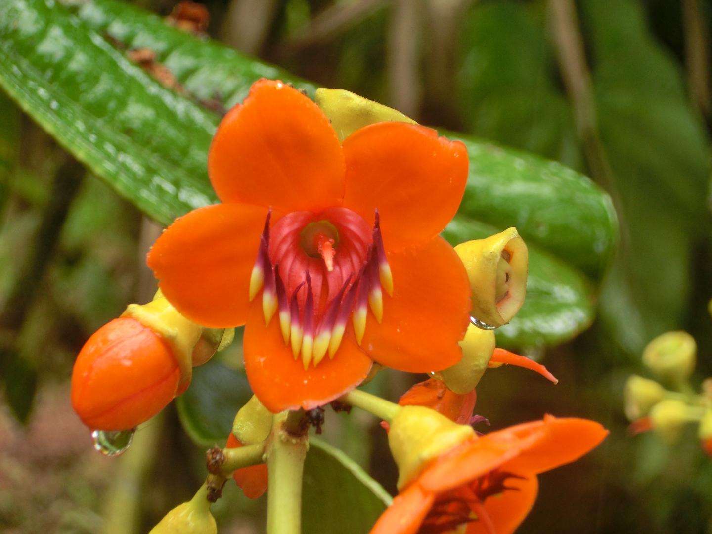 Tail-like anther crest aids pollination by manipulating pollinator's  behaviour in a wild ginger