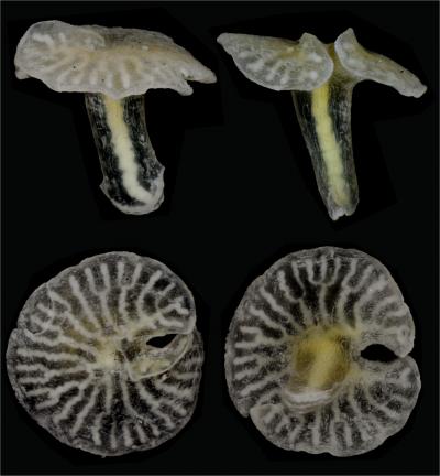 <i>Dendrogramma</i>