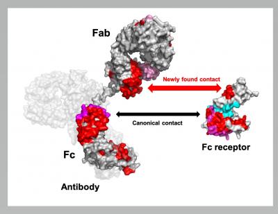 Mapping of the Newly Found Contact Sites between Antibody and Fc Receptor