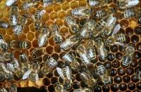 Mites Drive Deformed Wing Virus in Honeybees (2 of 3)