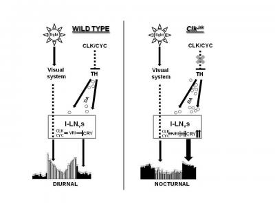 The Role of Dopamine and CRY in Regulating Diurnal/Nocturnal Behavior