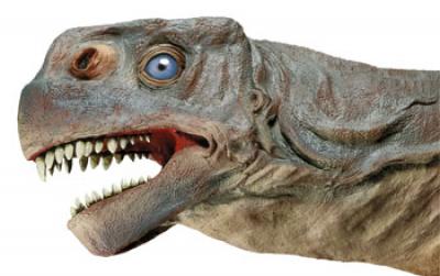 Skull Reconstruction of <I>Camarasaurus</I>