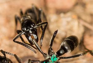A Matabele Ant Treats a Wound