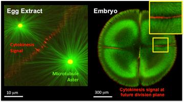 Cell Division