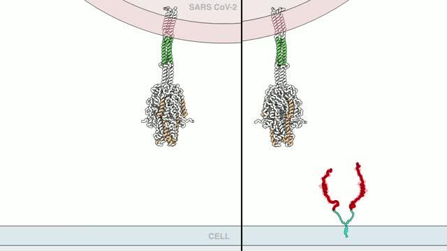 Animation showing how the antiviral lipopeptide prevents coronavirus infection