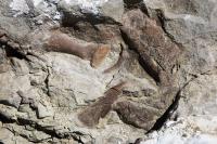 Tyrannosaur Bones in Southern Utah