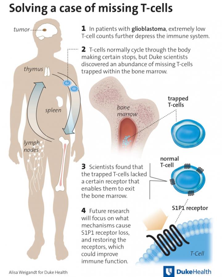 Solving a Case of Missing T-cells