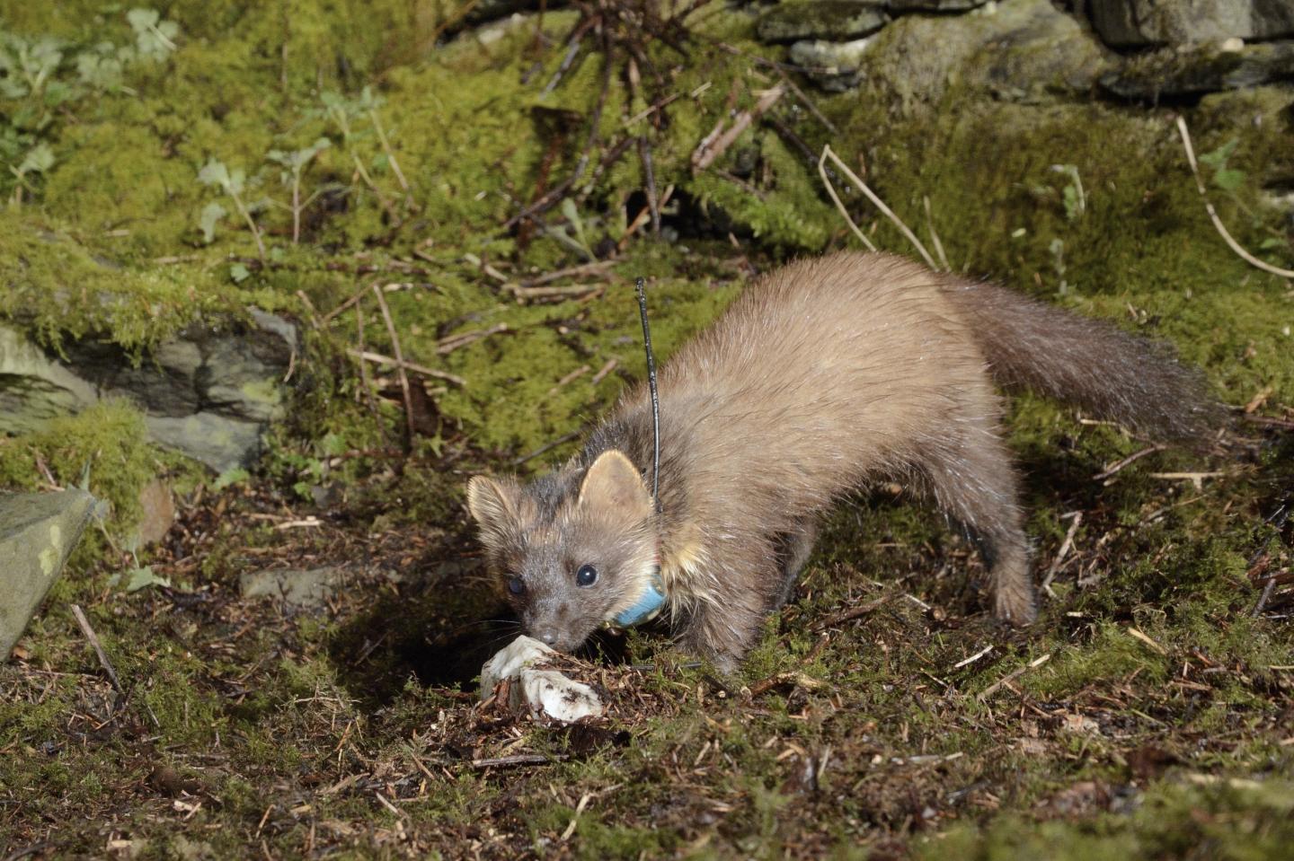 Female Pine Marten