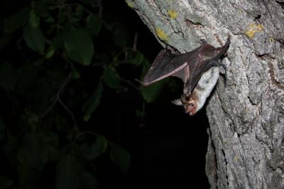 Mouse-Eared Bat