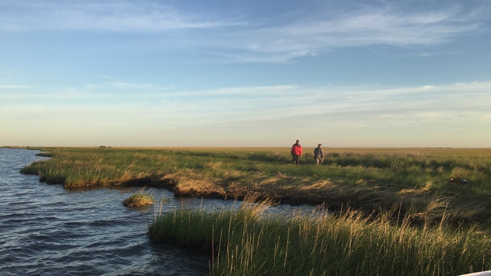 Saltmarsh