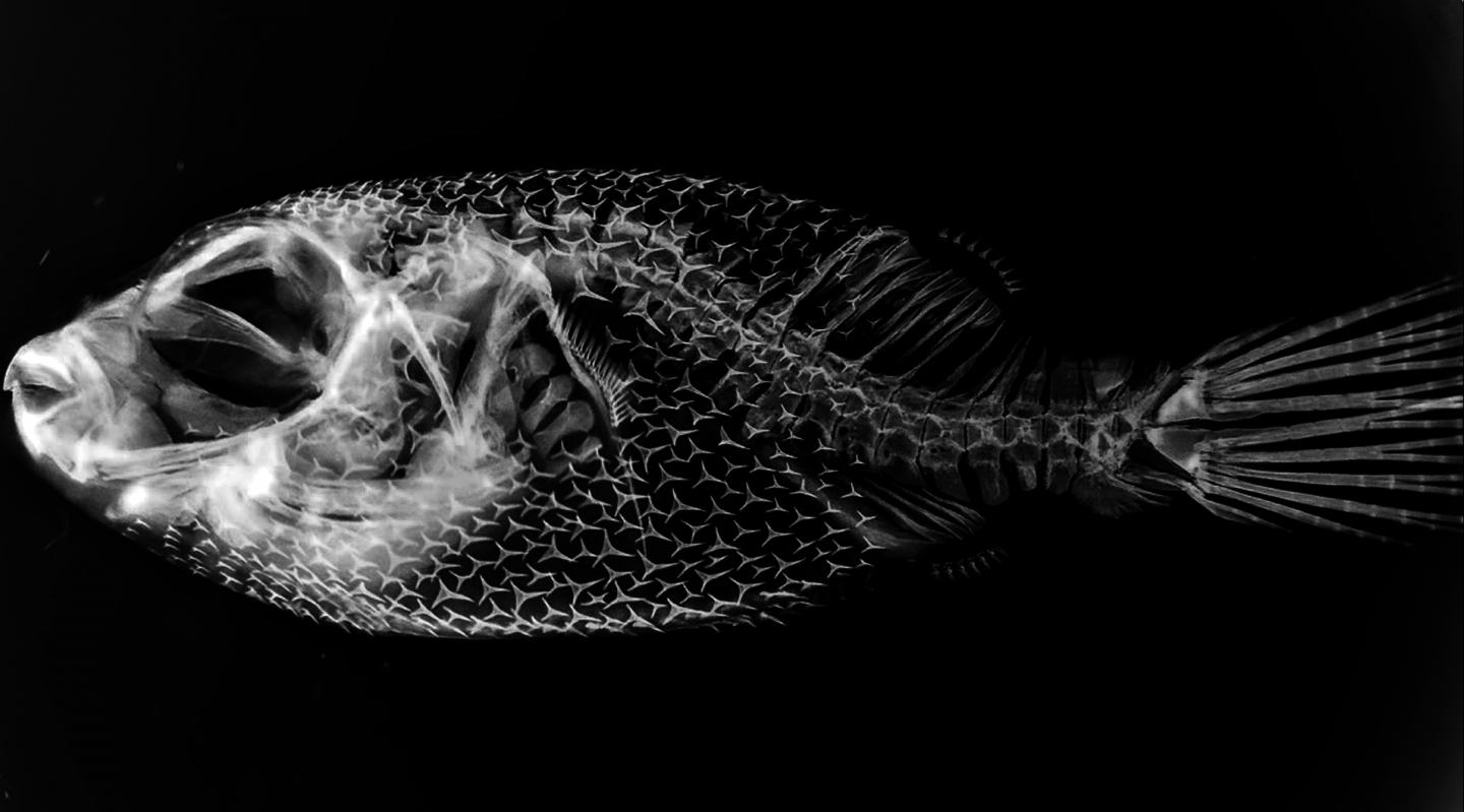 Pufferfish Skeletal Structure
