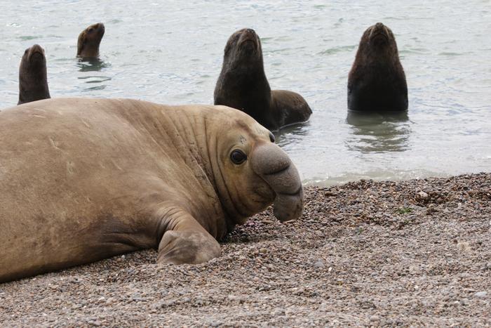 Male elephant seal