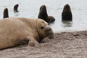 Male elephant seal