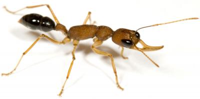 A Tale of 2 Ant Genomes (2 of 6)