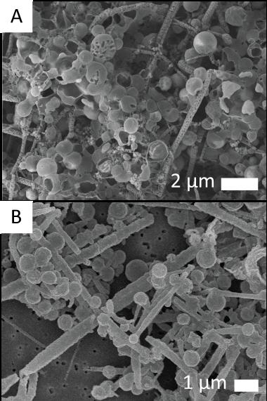 Scanning electron microscope images