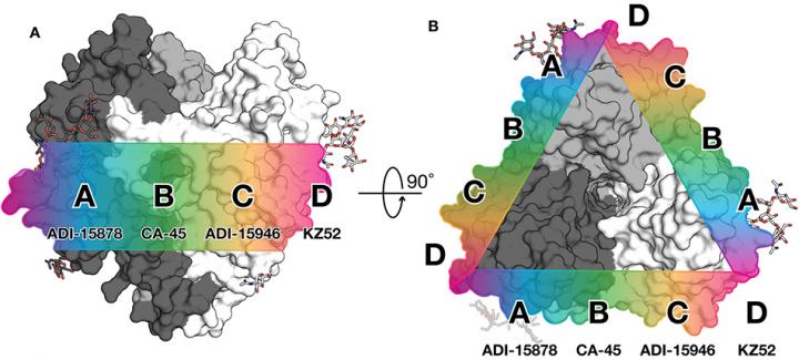 Ebola Epitopes