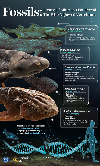 Plenty of Silurian fish reveal the rise of jawed vertebrates