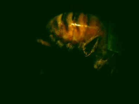 Honey Bee Abdominal Motion at 500 Frames Per Second