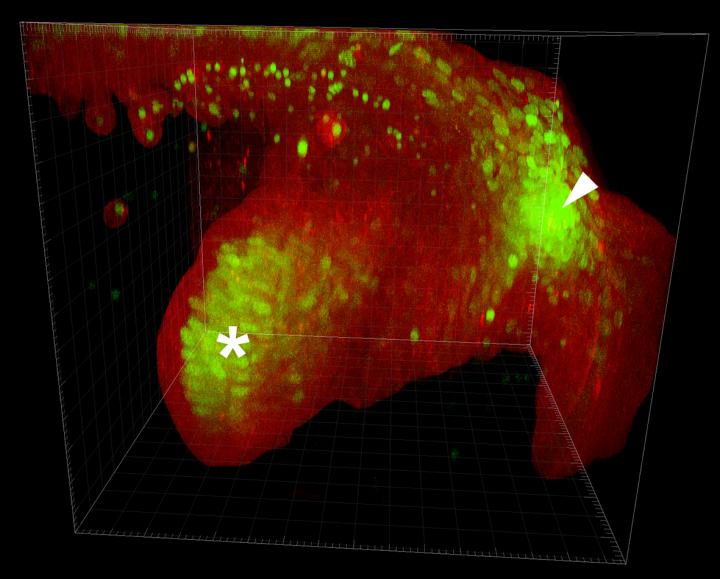 3-D Volume Rendering of a Late Bud Stage Tooth