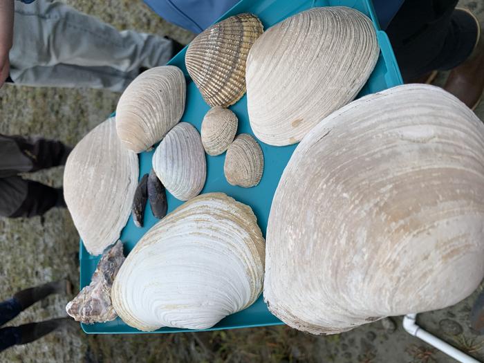 Commonly harvested shellfish in Alaska