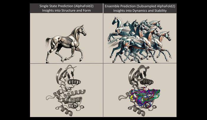 Protein Structure