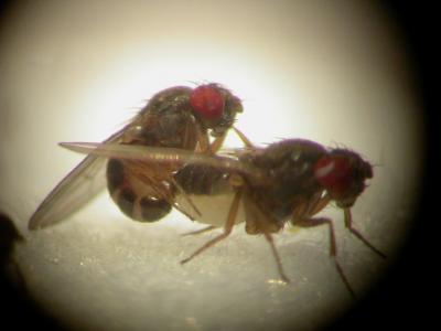 <i>Drosophila pseudoobscura</i>