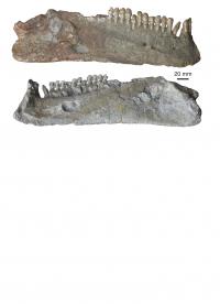 Lower Jaw of the Chinese Pareiasaur Shihtienfenia