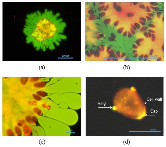 Fluorescent Images of  Hydrocarbon and Polysaccharide Repartition on Bb Algae Colonies