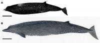 Illustrations Comparing the New Species and the Baird's Beaked Whale