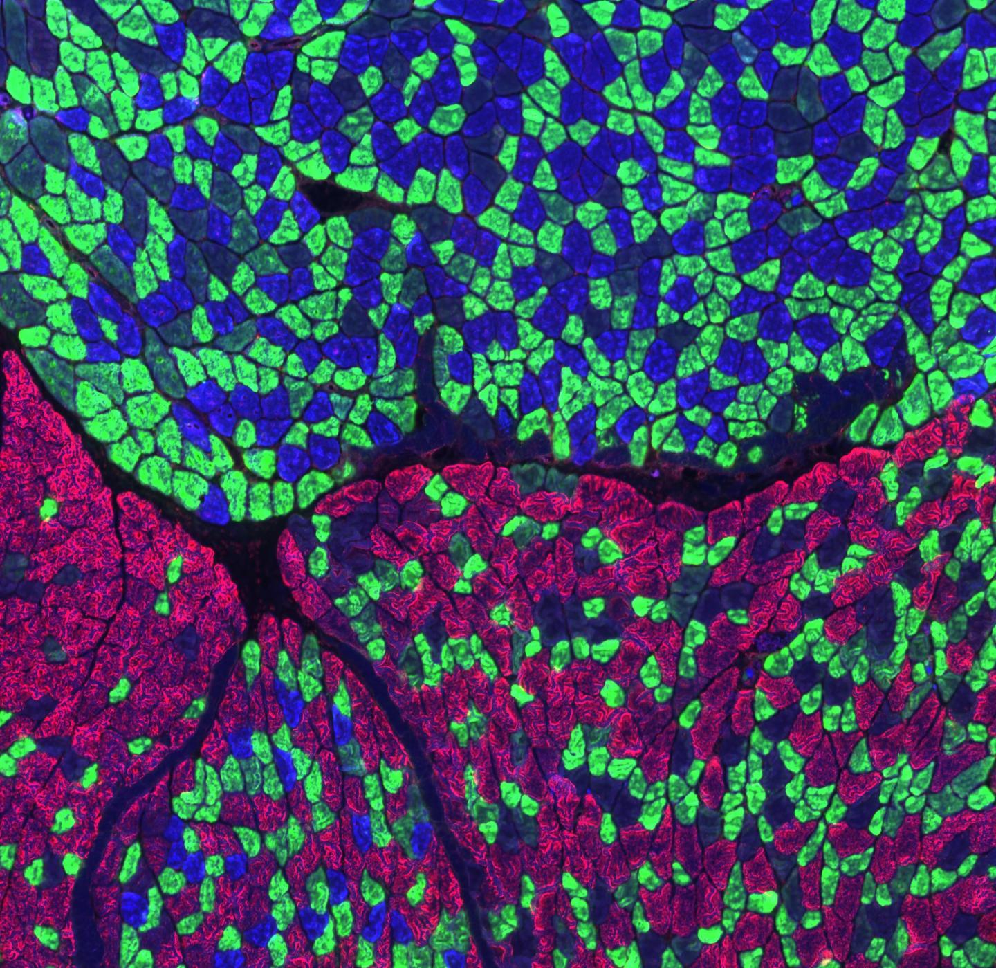 'Exercise-In-A-Pill' Boosts Athletic Endurance by 70 Percent